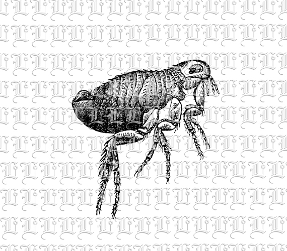 vintage insect clipart - photo #50