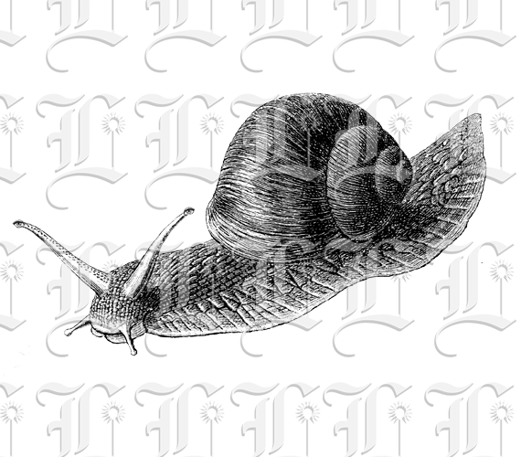 Snail With Human Eyes Collage Vintage Illustration