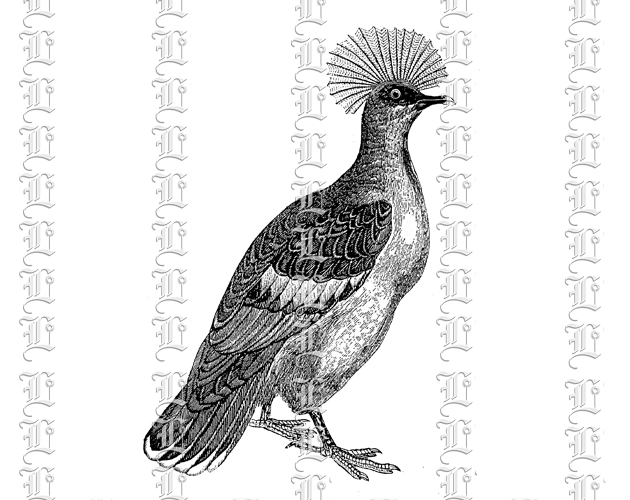 Crowned Pigeon