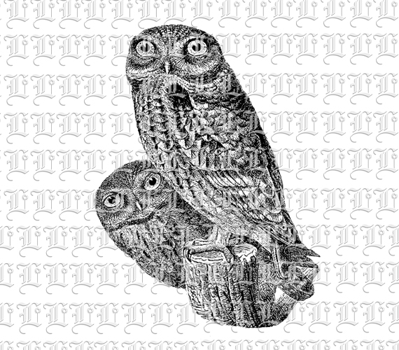 Two Cute Night Owls Birds 300 dpi Vintage Printable Graphic