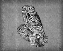 0129d owls