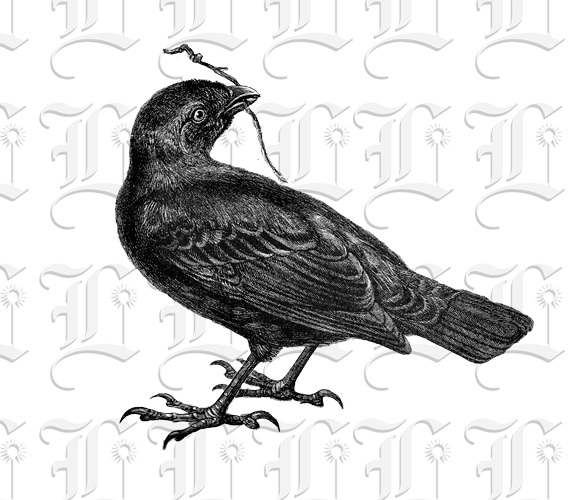 Antique Illustration Black and White Image Bird -Satin Bowerbird With Twig