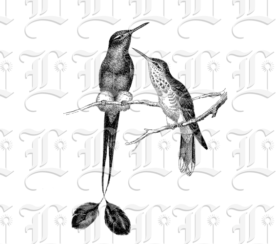 Two Exotic Birds - Racket Tail Hummingbirds on Tree Branch Printable High Quality Image Graphic