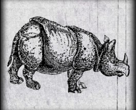 0146a rhino