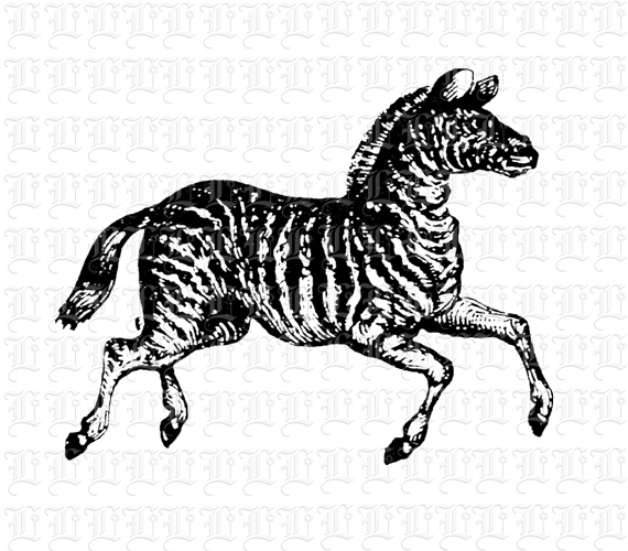zebra running clipart - photo #37