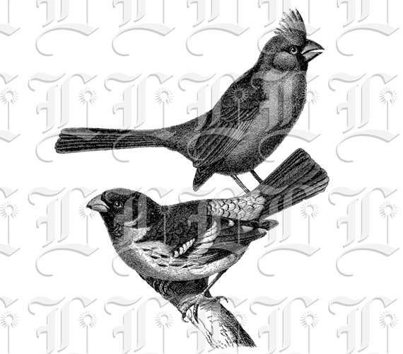 Two Cardinal Birds on Branch Vintage Illustration Printable Clip Art High Quality Image