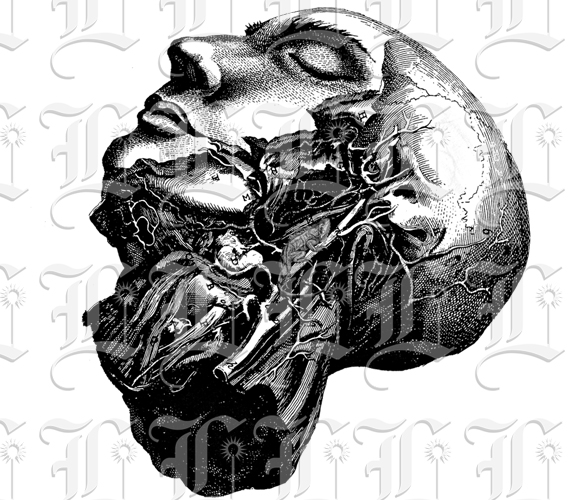 guana in Human Brain Entrails Illustrations