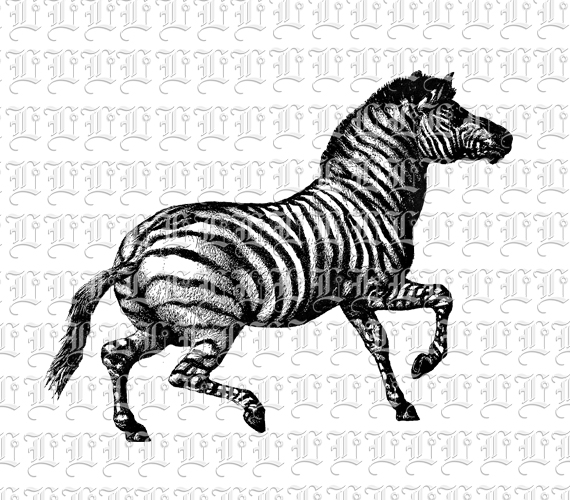 Trotting Zebra Horse Black and White Animal Clip Art Vintage 300 dpi Image Graphic