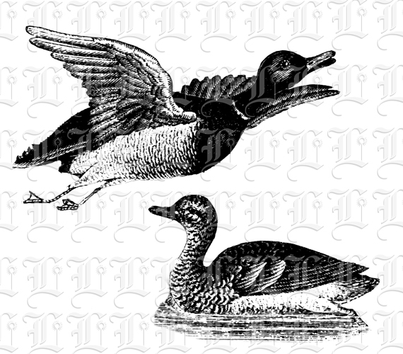 Canadian Ducks Wild Victorian Hunting Birds Illustration Printable High Resolution 300 dpi