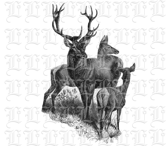 Red Mountain Deers Wild Animals Antique Illustration Digital Graphic Printable 300 dpi