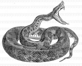 viper snake vector