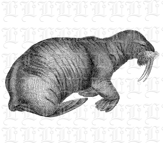 Tusked Walrus Sea Lion Vintage Clip Art Illustrations High Resolution 300 dpi Antique Printable Graphic