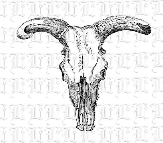 Horned Animal Skull Vintage Clip Art Illustration