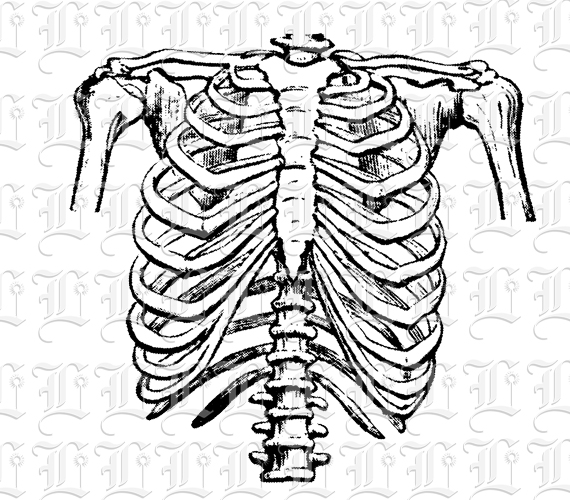 human ribs clipart - photo #12