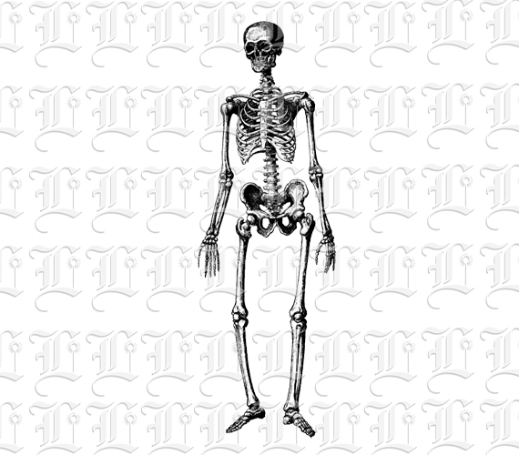 Human Skeleton Frontal Position Vintage Clip Art Illustration