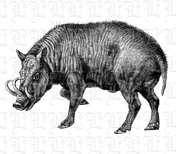 Wild pig warthog