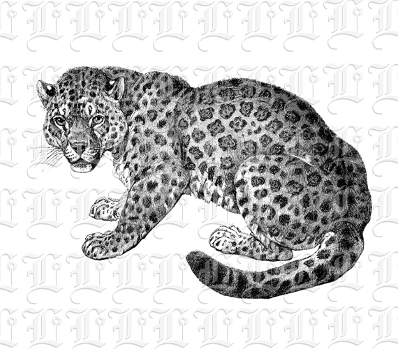 Jaguar Feline Vintage Clip Art Illustrations High Resolution 300 dpi Antique Printable Graphic