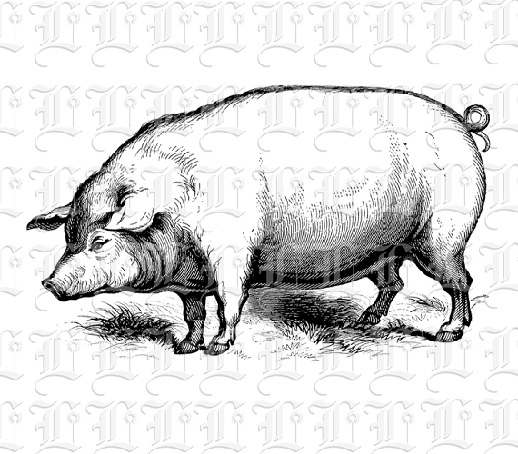 Piggy Pig Swine Vintage Clip Art Illustrations High Resolution 300 dpi Antique Printable Graphic