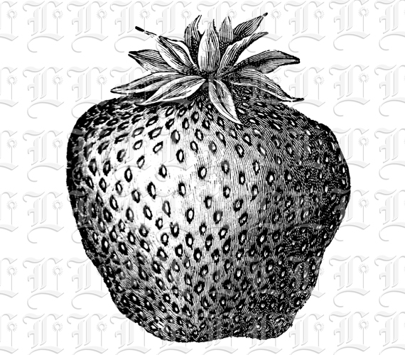 Strawberry Vintage Clip Art Illustration