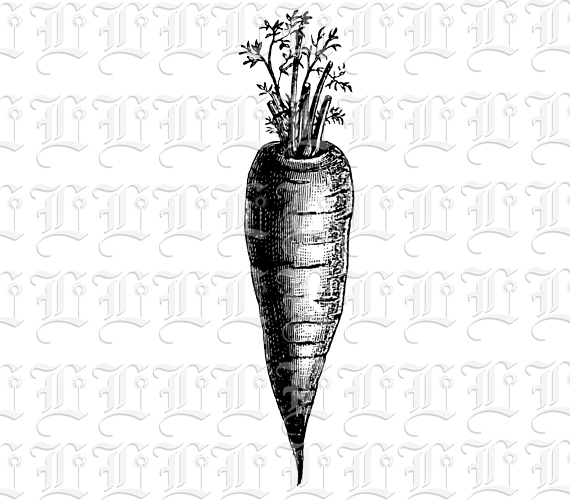 Single Carrot Vintage Illustration