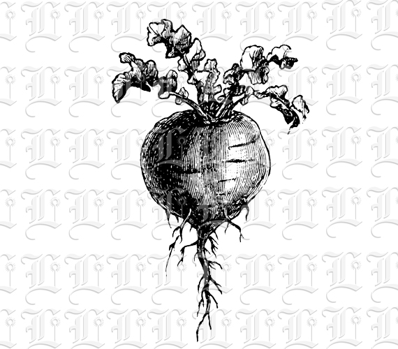 Single Beet Root Vegetable Vintage Illustration