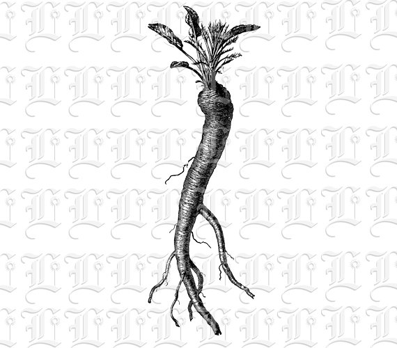 Single Twisted Carrot Vintage Illustration