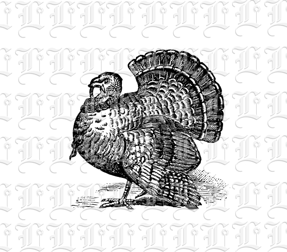 Live Turkey Thanksgiving Bird Vintage Clip Art Illustrations High Resolution 300 dpi Antique Printable Graphic