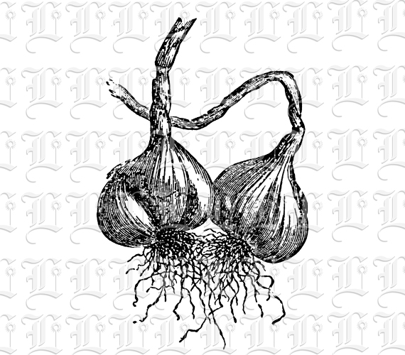 Two Garlic Bulbs Vintage Illustration