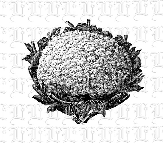 Cauliflower Vintage Illustration