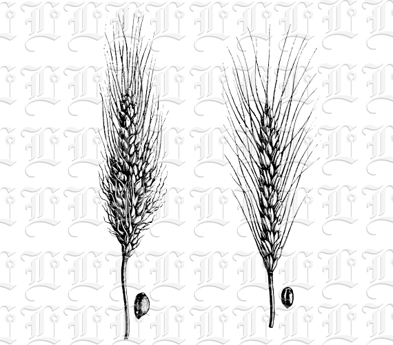 Variety Wheat Stalks Vintage Illustration