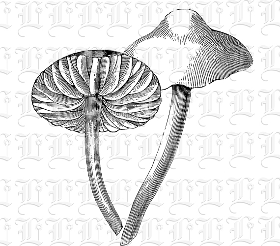 White Cap Fungi Vintage Illustration