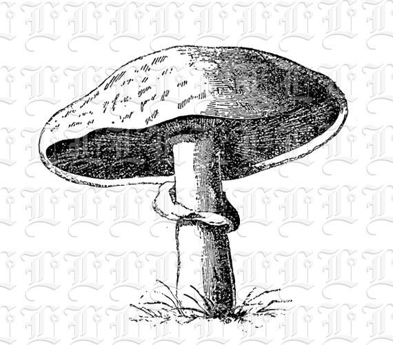 Single Mushroom Vintage Illustration