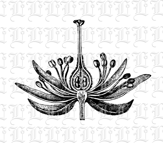 Lily Flower Botanical Study Vintage Clip Art Illustration High Resolution 300 dpi.