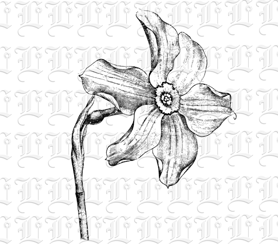 Blossomed Lily Flower Botanical Vintage Clip Art Illustration High Resolution 300 dpi.