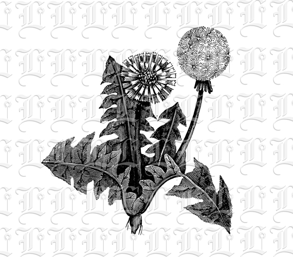 Dandelion Flower Botanical Vintage Clip Art Illustration High Resolution 300 dpi