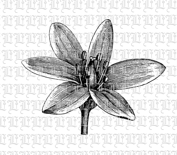 Lily Flower Vintage LIne Drawing Illustration