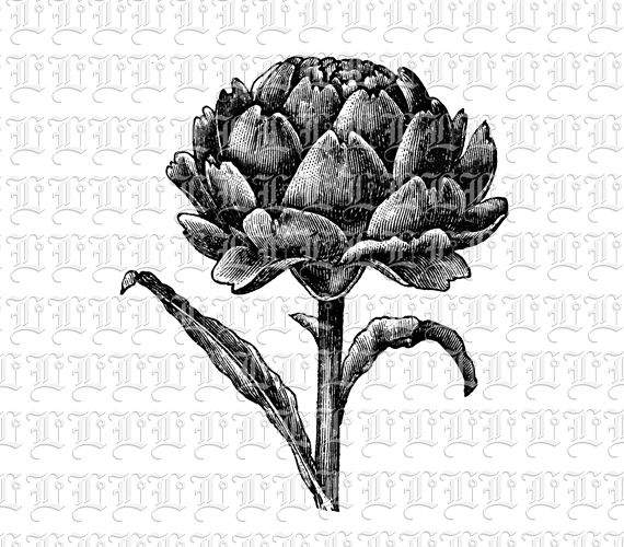 Artichoke Flower Vintage Clip Art Illustration High Resolution 300 dpi