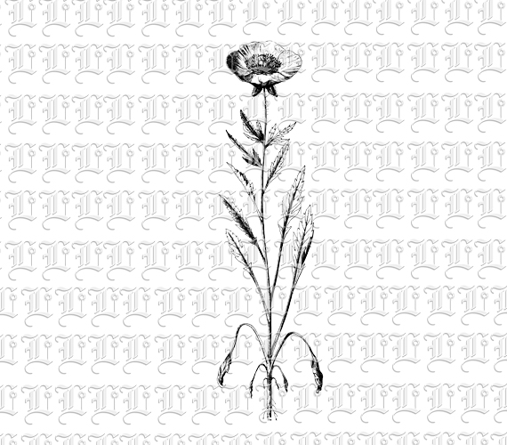 0Blossomed Poppy Flower Botanical Vintage Clip Art Illustration 300 dpi High Quality Graphic Printable