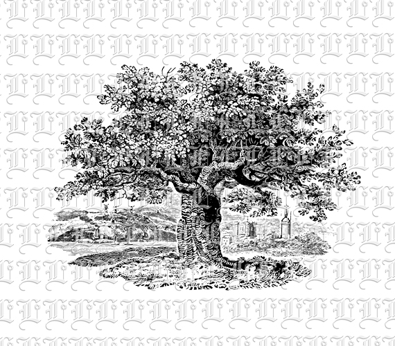 Tree Vintage Line Drawing Illustration