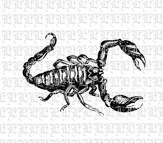 Scorpio Scorpion Vintage Clip Art Print or Digital Use High Resolution 300 dpi Printable Graphic