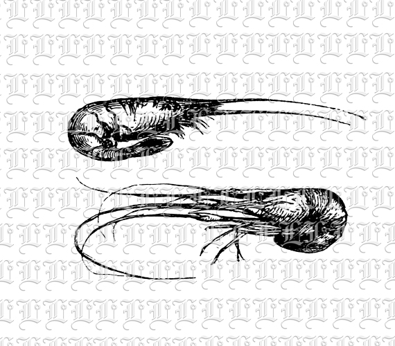 Shrimp Vintage Clip Art Print or Digital Use High Resolution 300 dpi Printable Graphic