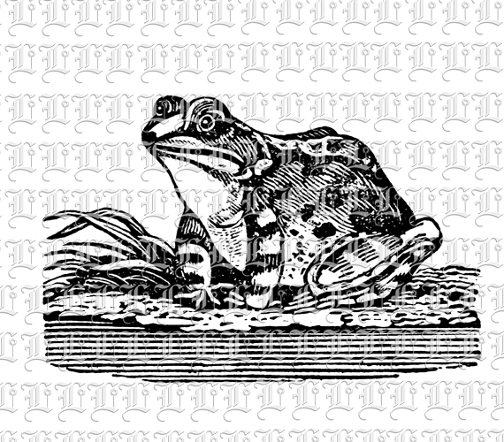 Frog Lithograph Plate Vintage Clip Art Print or Digital Use High Resolution 300 dpi Printable Graphic