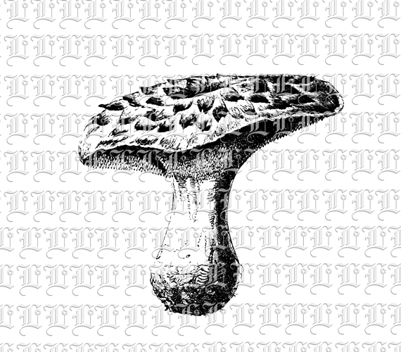 Shiitake Mushrooms Vintage Illustration