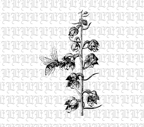 Bee on Orchid Flower Botanical Vintage Clip Art Illustration 300 dpi High Resolution