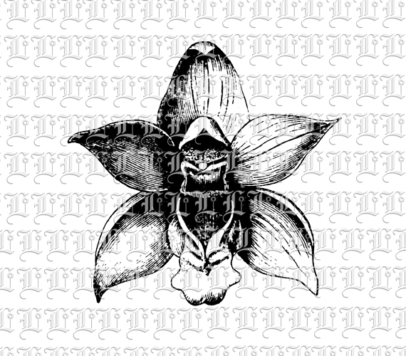 Single Orchid Botanical Vintage Clip Art Illustration High Quality 300 dpi. Printable Graphic