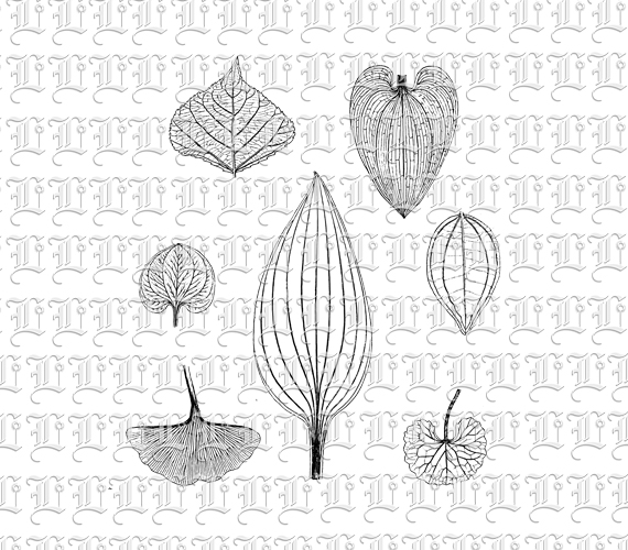 Several Types of Dried Leaves Collage Sheet Vintage Illustration