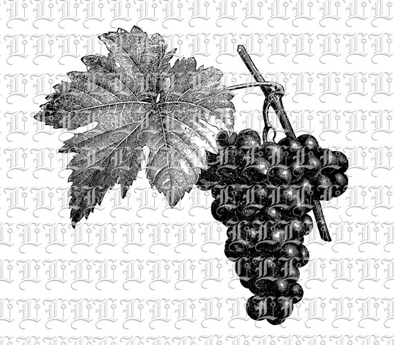 Coronation Grapes Vintage Clip Art Illustration 300 dpi High Resolution