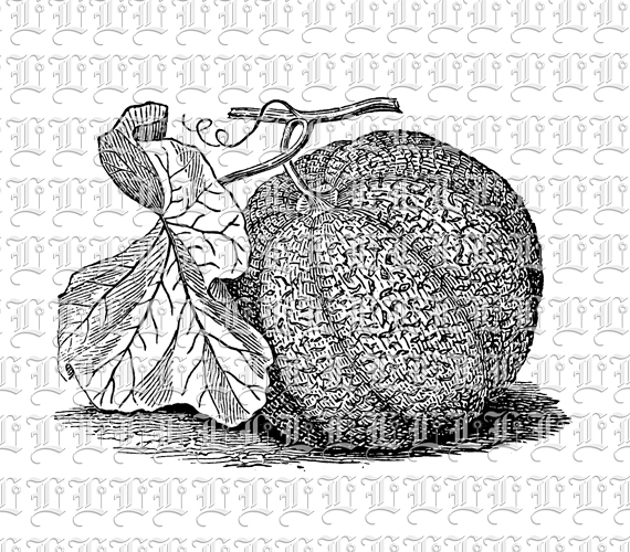 Cantaloupe Melon Summer Fruit Vintage Illustration