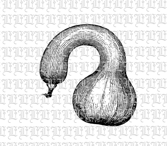 Autumn Fall Winter Vegetable Crooked Neck Squash Vintage Illustration