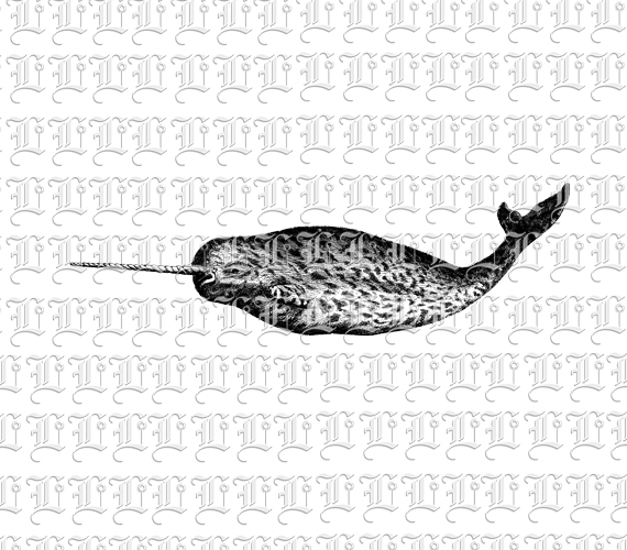 Narwhal Whale Wild Marine LIfe Vintage Clip Art Illustration Printable 300 dpi